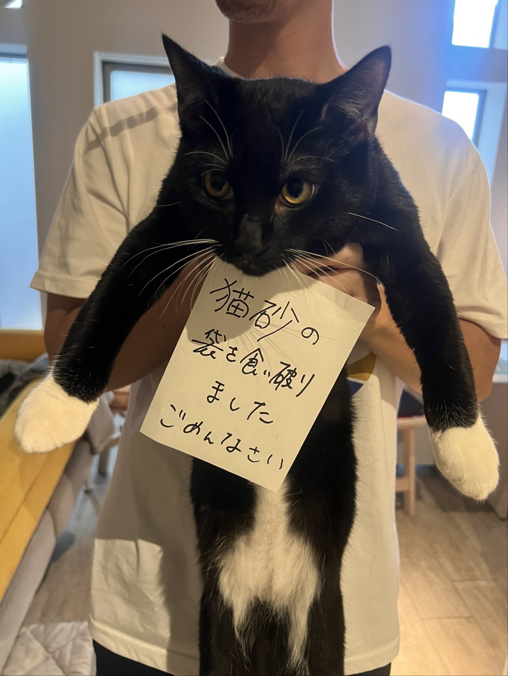 東京都世田谷区三軒茶屋　下北沢まかない付きシェアハウス✨保護猫と大型犬がいる暮らし - 10枚目