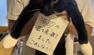 東京都世田谷区三軒茶屋　下北沢まかない付きシェアハウス✨保護猫と大型犬がいる暮らし - 10枚目