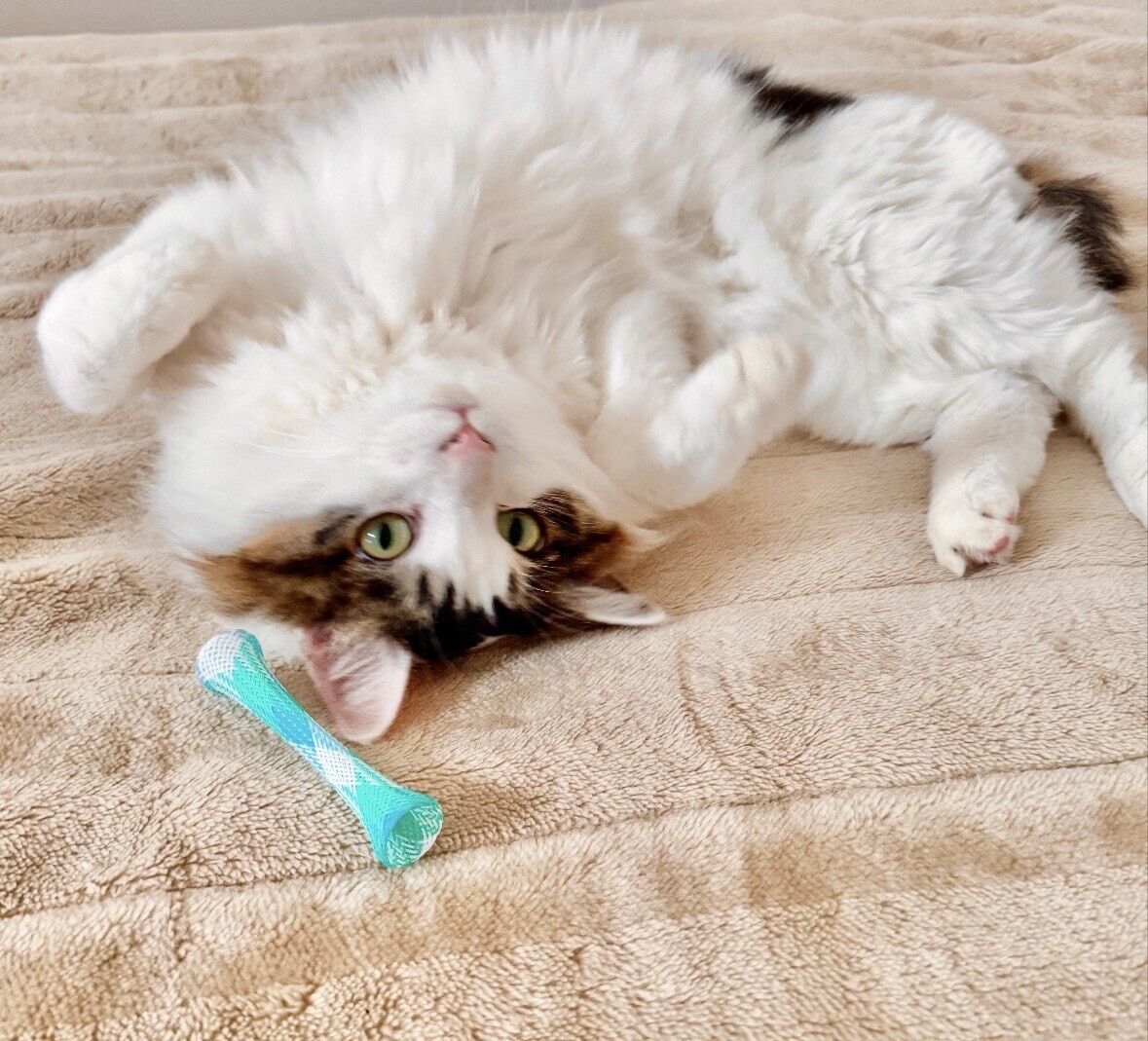 住みやすい街大賞１位、上野・池袋まで約40分、女性限定、オーナー夫婦が２階に分離居住の安心管理 - 2枚目