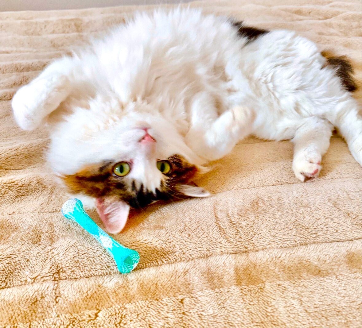 住みやすい街大賞１位、上野・池袋まで約40分、女性限定、オーナー夫婦が２階に分離居住の安心管理 - 7枚目