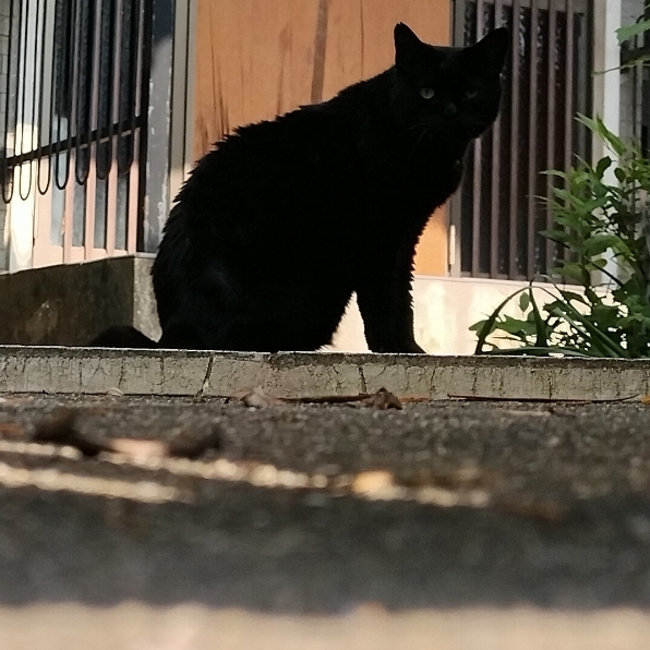 ロパロケラ